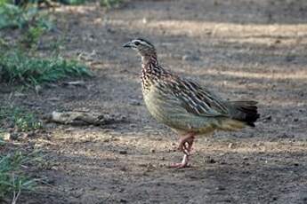Francolin huppé