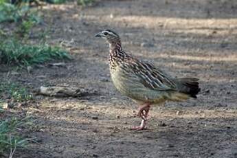 Francolin huppé