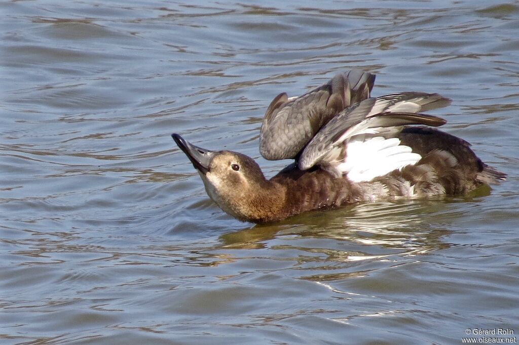 Common Pochard