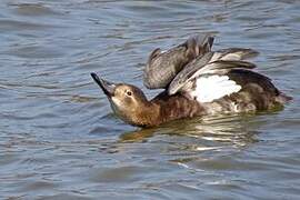 Common Pochard