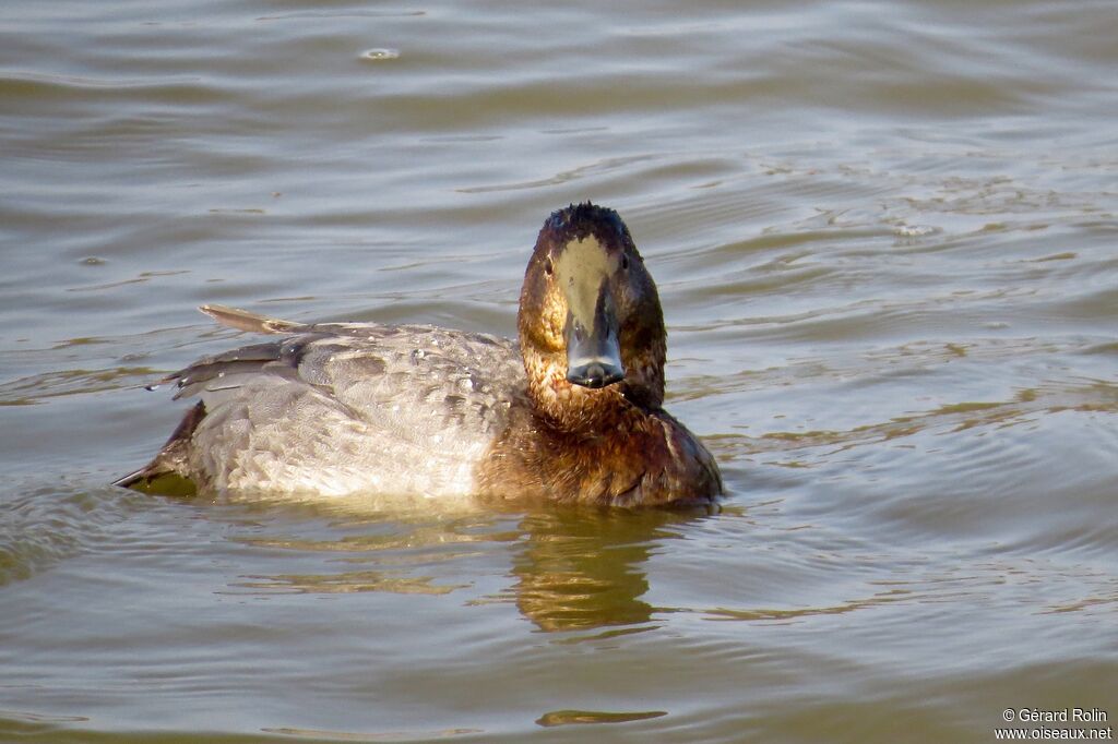 Common Pochard