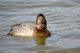 Common Pochard