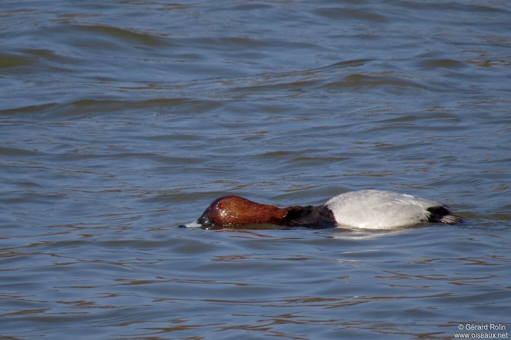 Common Pochard