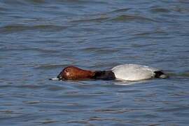 Common Pochard