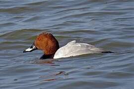 Common Pochard