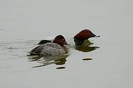 Common Pochard