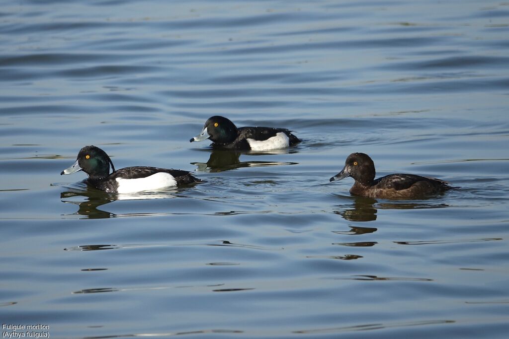 Tufted Duck