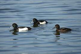 Tufted Duck