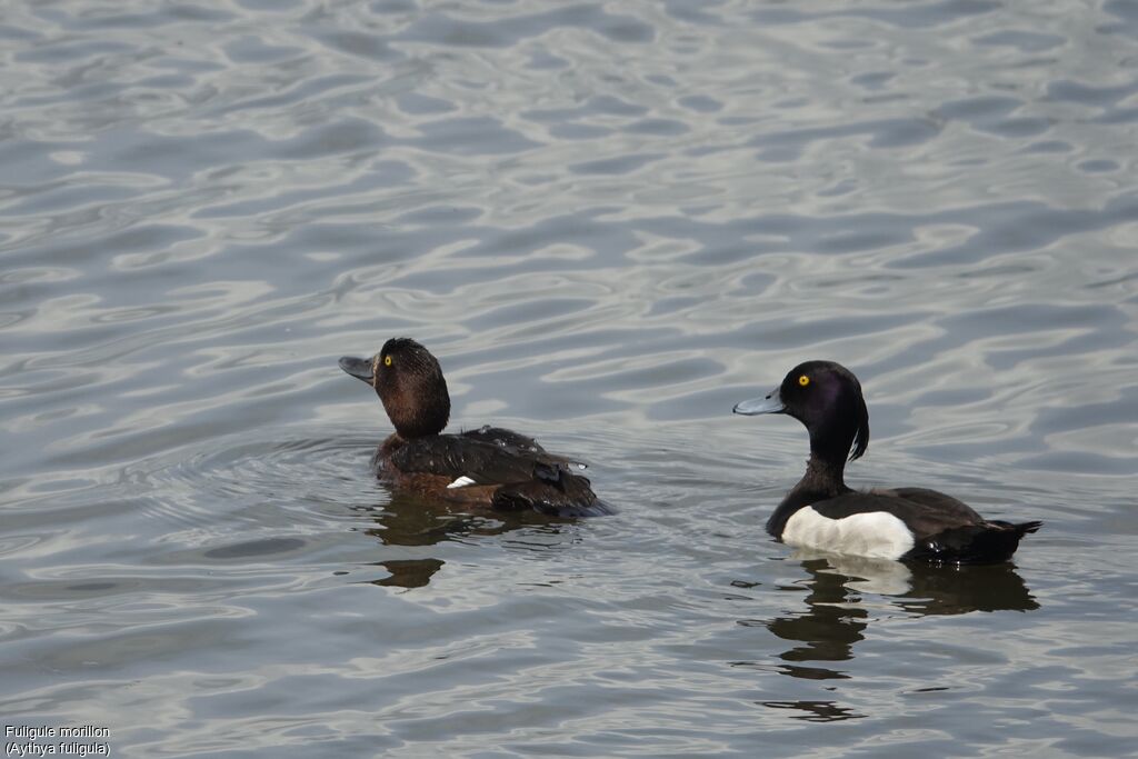 Tufted Duckadult breeding