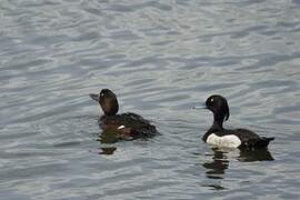 Tufted Duck