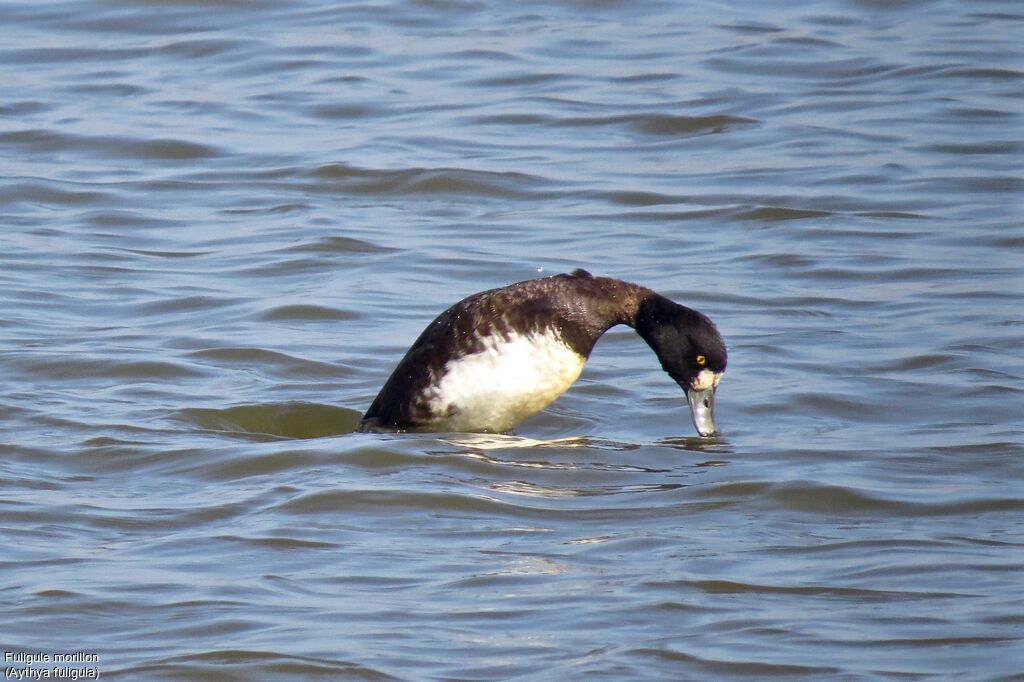 Tufted Duck female