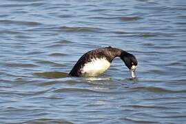 Tufted Duck