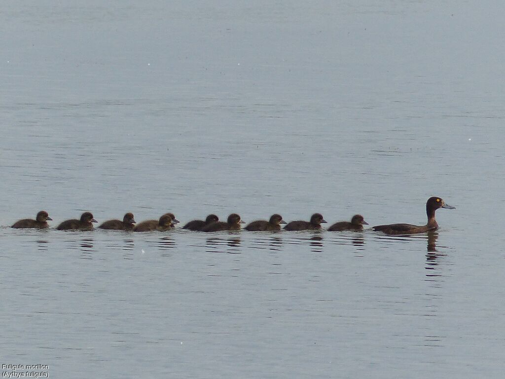 Tufted Duck