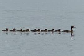 Tufted Duck