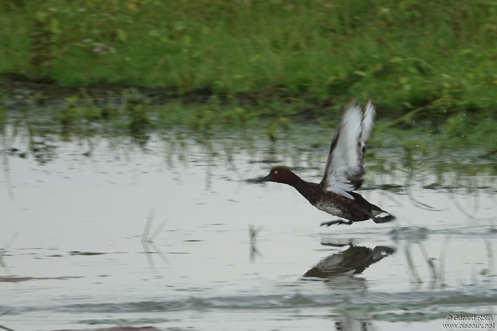 Ferruginous Duck