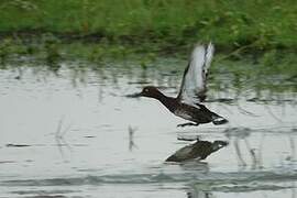 Ferruginous Duck