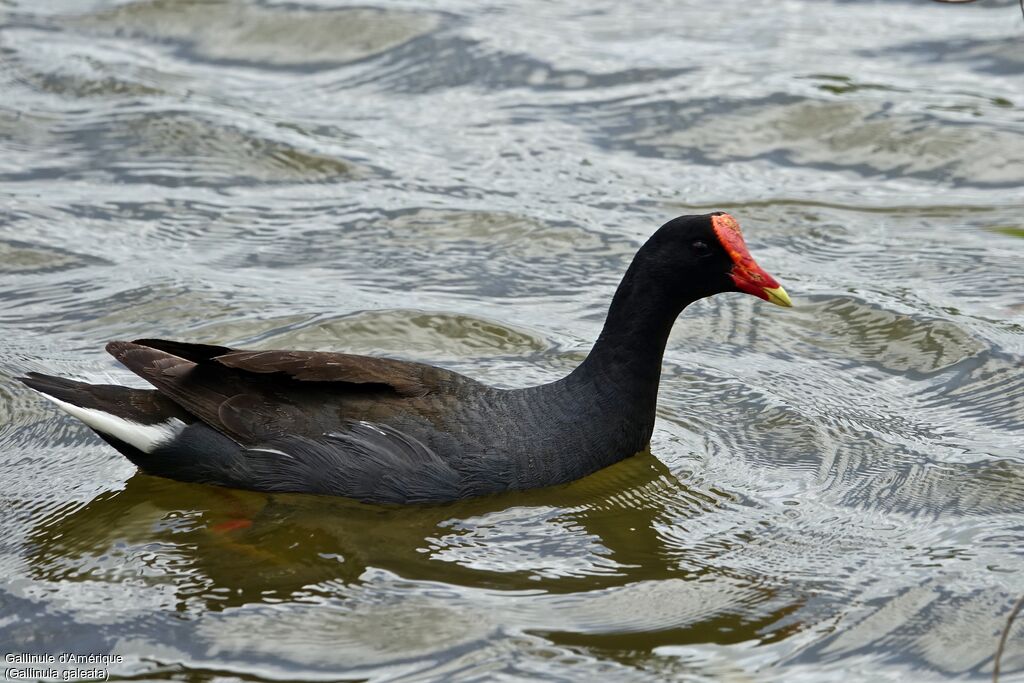 Gallinule d'Amériqueadulte