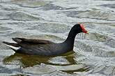 Gallinule d'Amérique