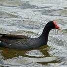 Gallinule d'Amérique