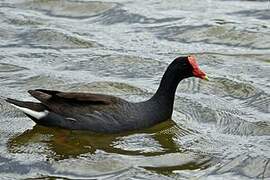 Gallinule d'Amérique