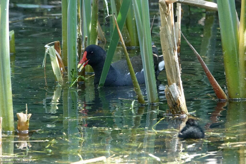 Common Moorhen