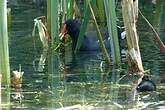 Gallinule poule-d'eau