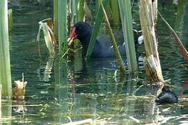 Common Moorhen