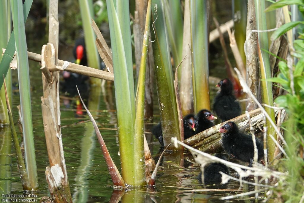 Common Moorhen