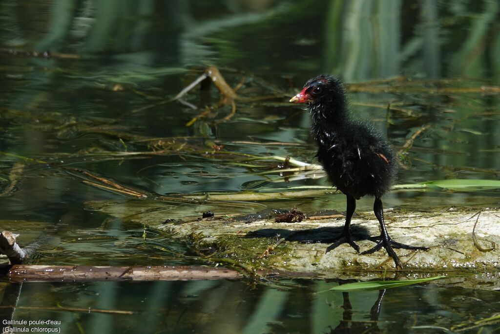 Gallinule poule-d'eauPoussin