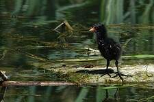 Gallinule poule-d'eau