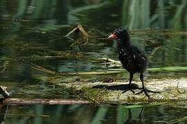 Common Moorhen