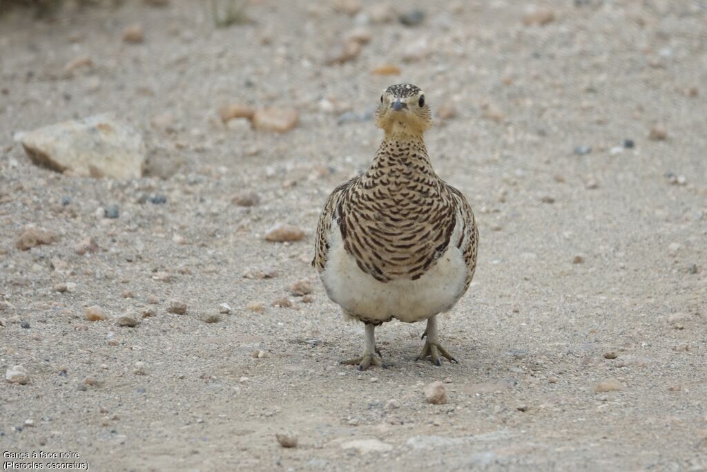 Black-faced Sandgrouse female adult