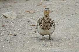 Black-faced Sandgrouse