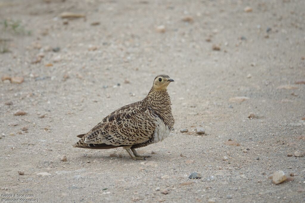 Black-faced Sandgrouse