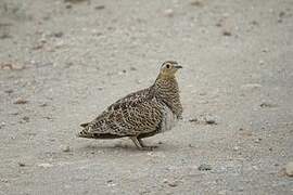 Black-faced Sandgrouse