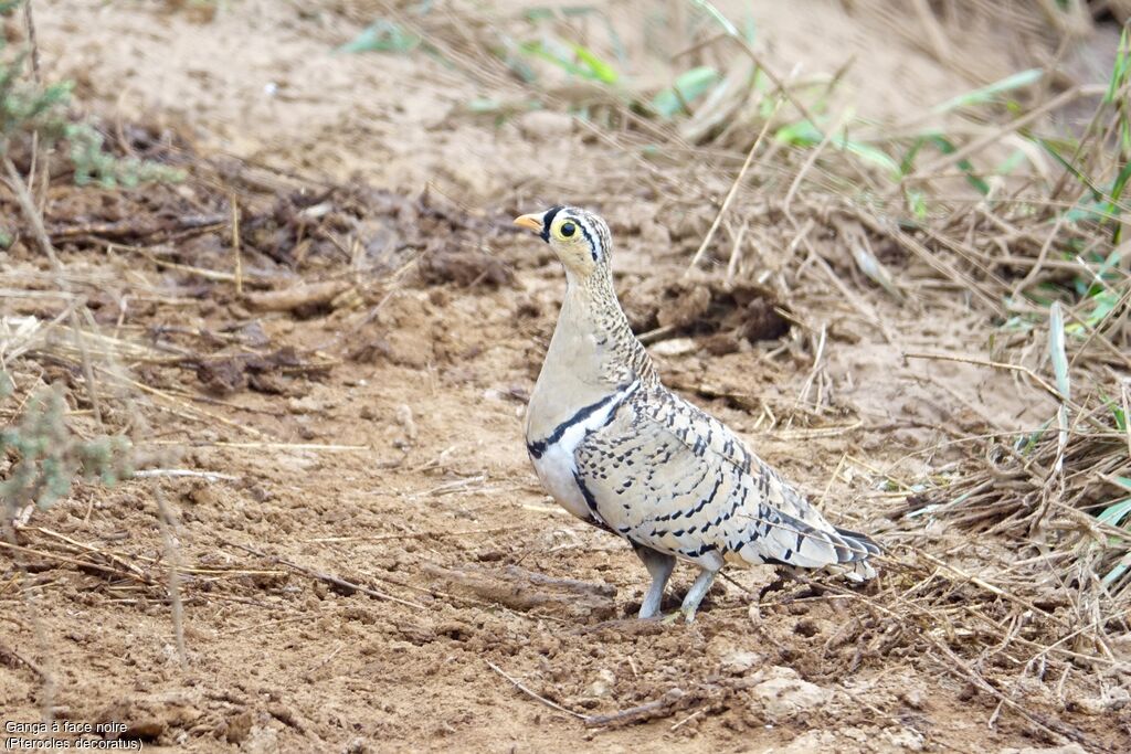 Black-faced Sandgrouse