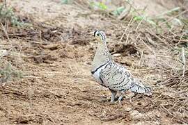 Black-faced Sandgrouse