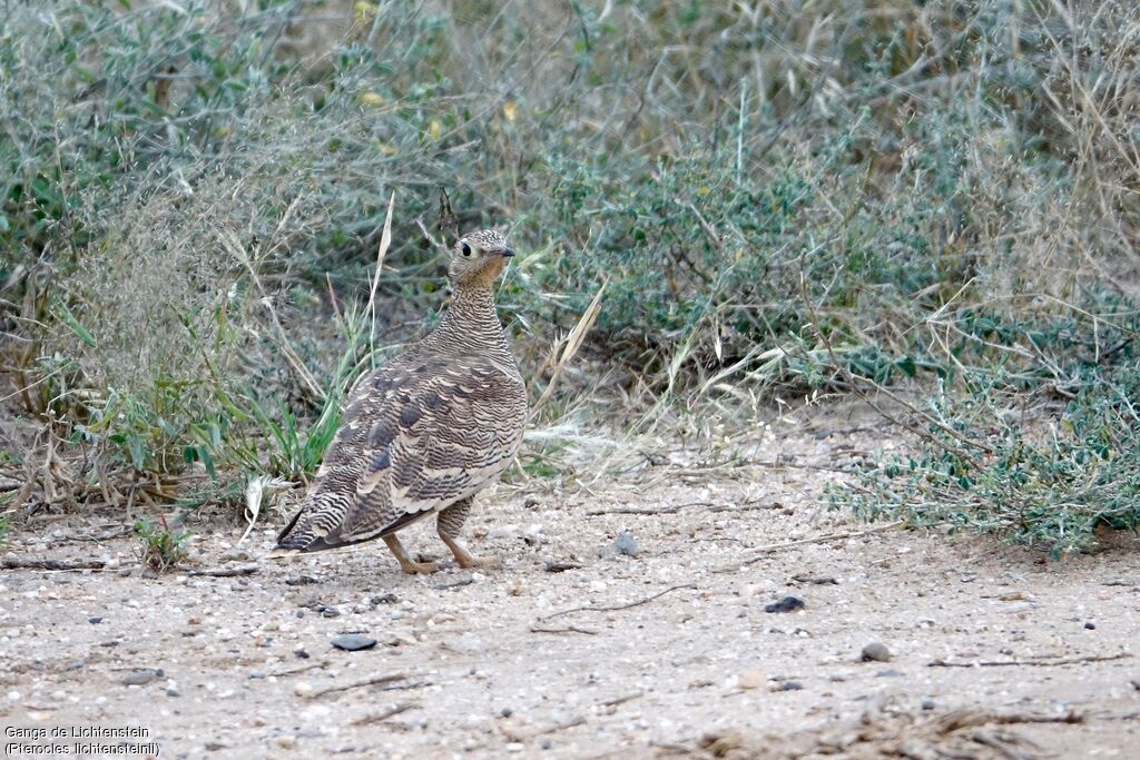 Lichtenstein's Sandgrouse female adult