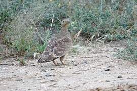 Lichtenstein's Sandgrouse