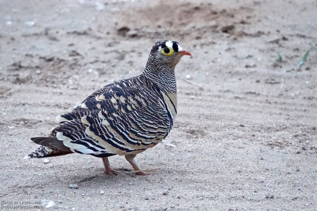 Lichtenstein's Sandgrouse male adult