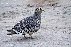 Lichtenstein's Sandgrouse