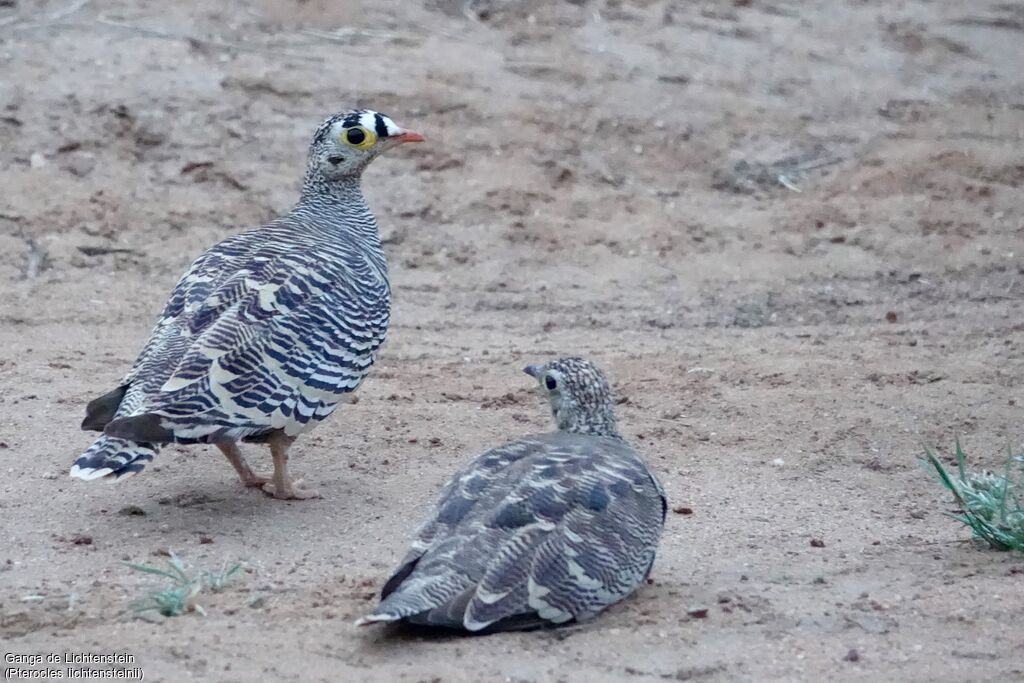 Lichtenstein's Sandgrouseadult