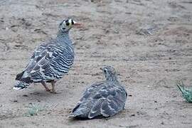 Lichtenstein's Sandgrouse