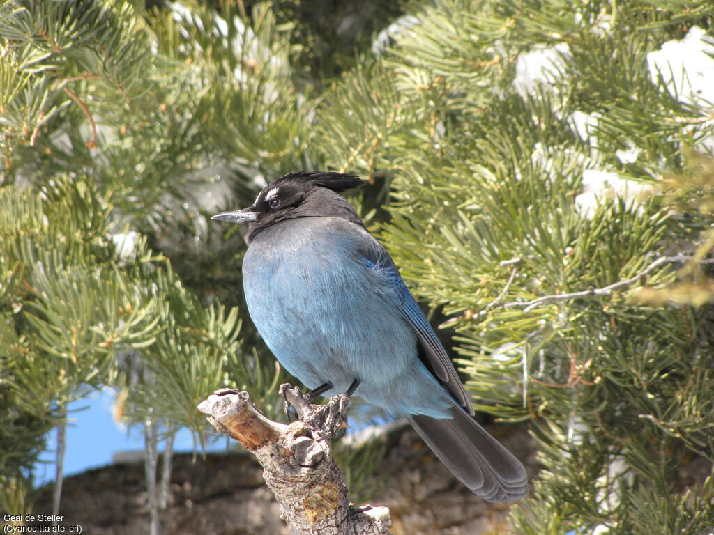 Steller's Jay