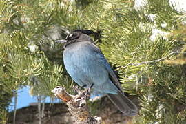 Steller's Jay