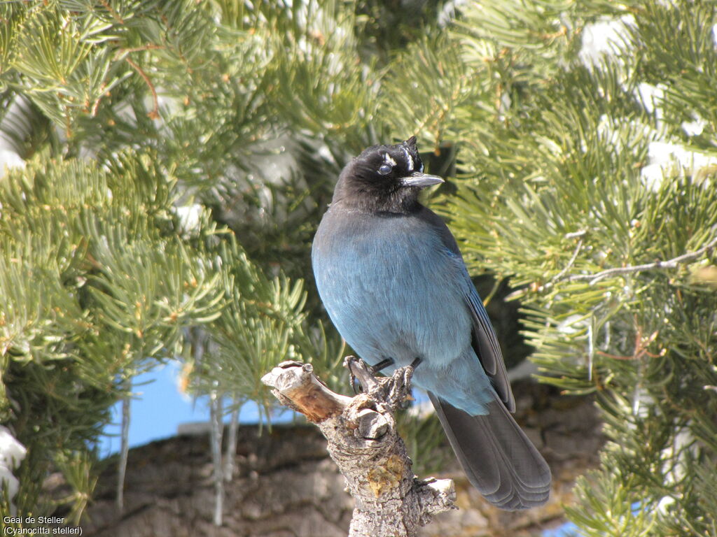 Steller's Jay