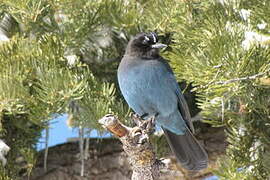 Steller's Jay