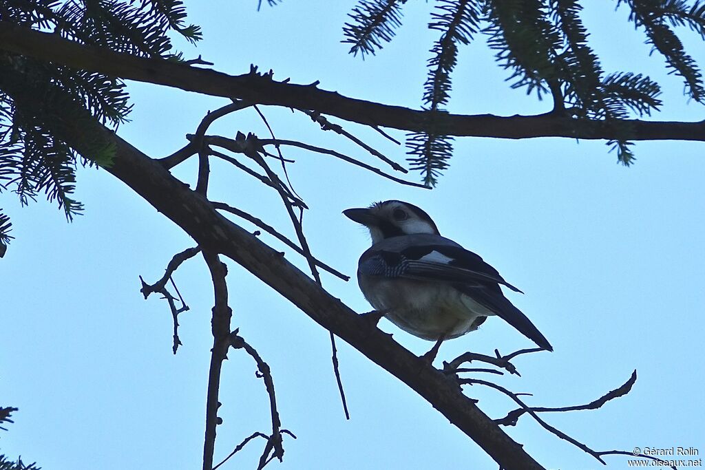 Eurasian Jayadult