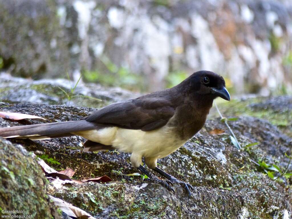 Brown Jayadult, identification