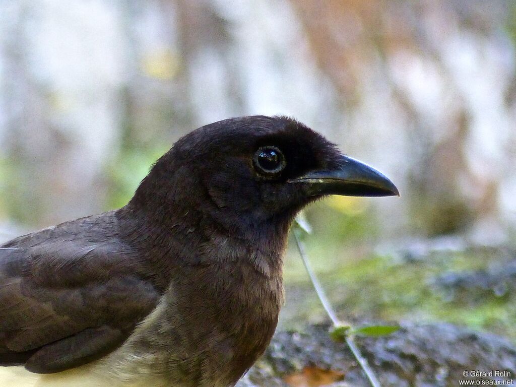 Brown Jayadult